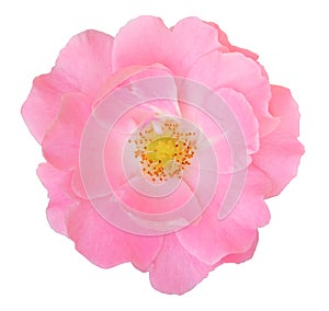 Pink Rose Rosaceae isolated on white background, including clipping path.