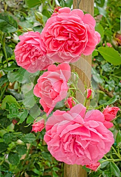 Pink rose