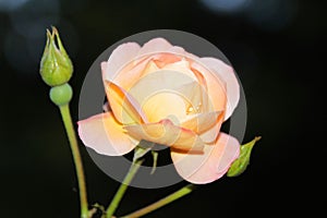 Pink rose and rose buds against dark background