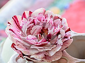 Pink and rose rose flower, green vegetation bokeh background