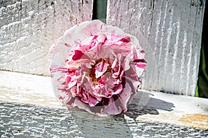 Pink and rose rose flower, wooden white background