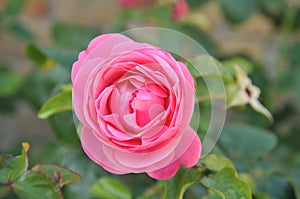 Pink  rose and rose plant home garden in Kastrup