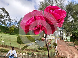 Pink Rose at RoseGarden in India