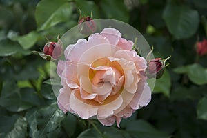 Pink rose in rosengarden