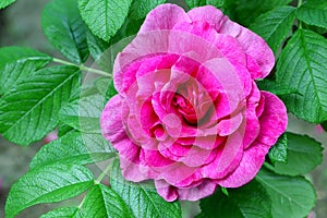 Pink rose rugosa.Blooming Rosa rugosa. Japanese rose. Summer flowers. Green leaves and pink flowers