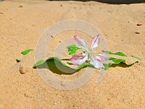 Pink rose in sand dunes on spring day