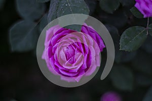 Pink Rose in Saudia queen