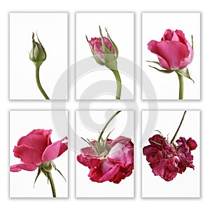 Pink rose in sequence