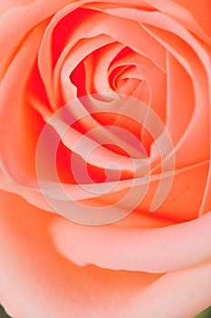 Pink Rose Series 2