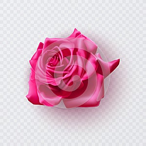 Pink rose with shadow, realistic illustration on transparent background, vector format