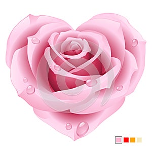 Rosa rosa a forma di cuore 