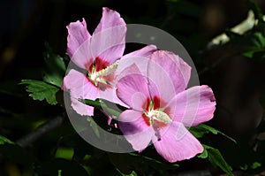 Pink Rose of Sharon Blossoms