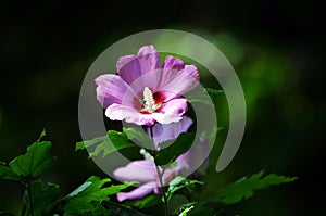 Pink Rose of Sharon Blossoms