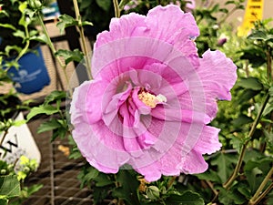 Pink rose of sharon flower outdoors