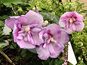 Pink rose of sharon flowers wet with dew outdoors