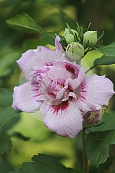 Rose of Sharon