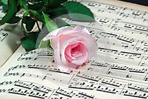 Pink rose and sheet music