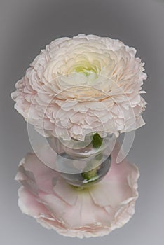 Pink rose in a small glass vase