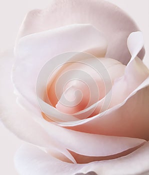 Pink rose soft color close up