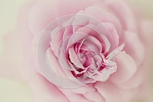 Pink rose softness background.