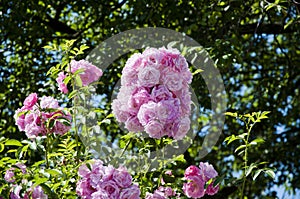 Pink rose splash. beautiful rose blooming bush. rose flower garden. gardening and greenhouse concept. care about plants. beauty