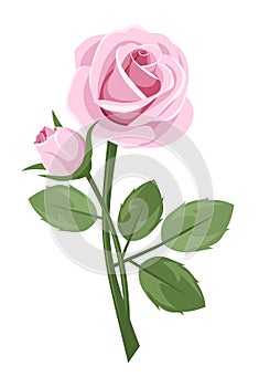 Pink rose with stem isolated on white.