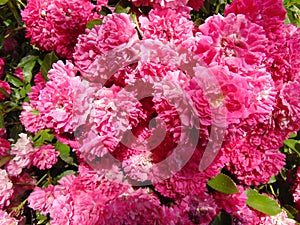 Pink rose in the summer garden