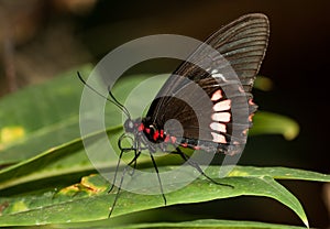 Pink Rose Swallowtail