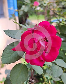 Pink rose with thorny leaves