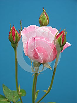 Pink rose with three buds