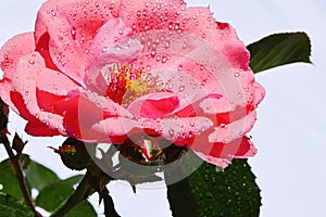 Pink rose Tip Top, Tantau 1963 on bright background with drops of water on petals photo