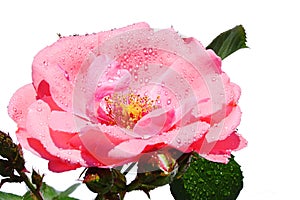 Pink rose Tip Top, Tantau 1963 on white background with drops of water on petals photo