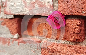 Pink Rose Tucked in Crevice of a Mortared Brick Wall photo