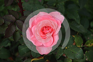 Pink rose type Elaine Page in close-up in the public rosarium of Boskoop in the Netherlands