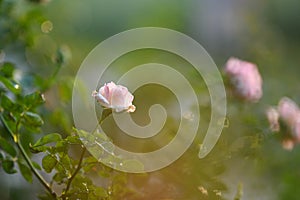 Pink rose under warm light