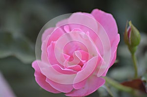 A pink rose