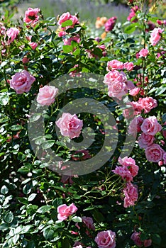 Pink Rose variety Armada flowering in a garden photo