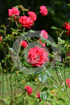 Pink Rose variety Shalom flowering in a garden