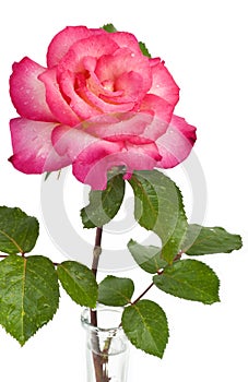 Pink Rose in Vase