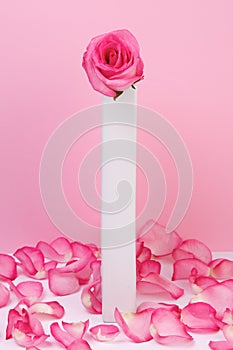 Pink rose in a vase