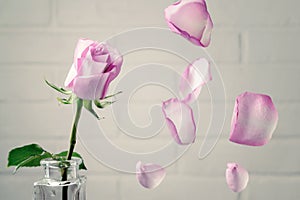 Pink rose in a vase with falling petals against the background of a white wall. Tenderness, fragility, loneliness, romance concept