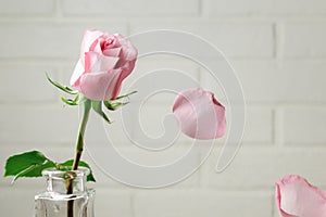 Pink rose in a vase with falling petals against the background of a white wall. Tenderness, fragility, loneliness, romance concept