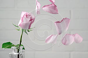 Pink rose in a vase with falling petals against the background of a white wall. Tenderness, fragility, loneliness, romance concept