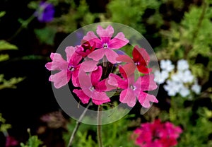 Pink Rose Verbena and White Flower in Background