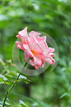 Pink Rose in Vertical Frame