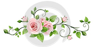 Pink rose vine. Vector illustration.