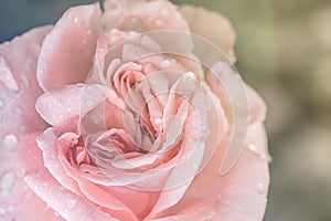 Pink rose, vintage background