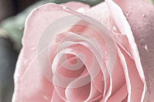 Pink Rose In Vintage Style