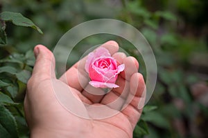 The pink rose that was about to bloom was touched in hand tenderly