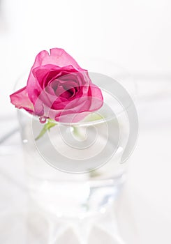 Pink rose in water